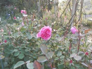 P5280068@o_512.jpg